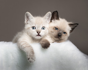 Two kittens