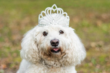 Wall Mural - White fluffy dog wearing crown looking at camera outside