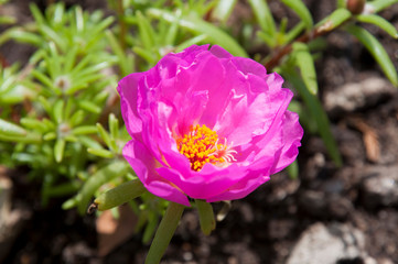 Wall Mural - Sydney Australia, bright magenta flowering portulaca plant