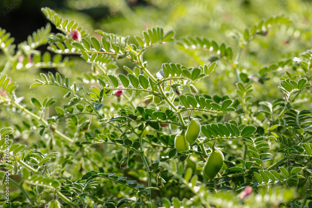 Fresh Green Chickpeas field , Chick peas also known as harbara or ...