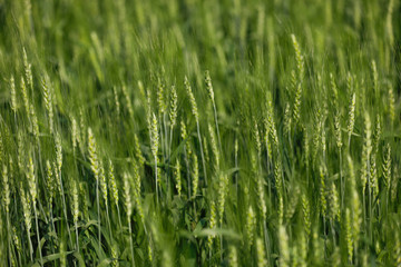 Green wheat farm india