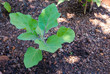 eggplant seedling growing in the shade