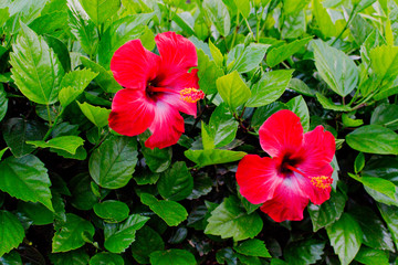 Wall Mural - Hawaiian hibiscus flowers