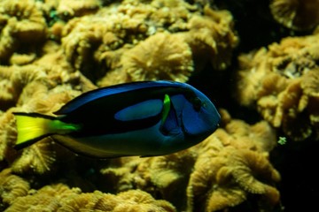 Coral reef fish pacific blue tan paracanthurus hepatus, oral reef fish, Salt water marine fish, beautiful blue fish with yellow tail, tropical corals in background, aquarium, wallpaper