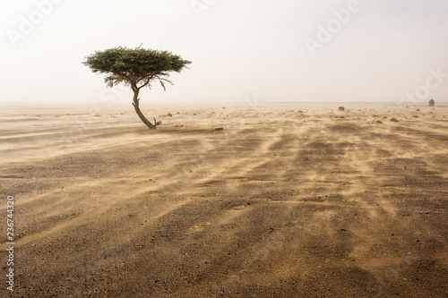 pojedynczy-drzewo-w-piasek-burzy-w-pustynnym-sahara-maroko