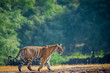 A female tiger stroll for territory marking in early morning in nature amidst after monsoon when park is fully green at ranthambore tiger reserve, India