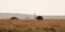 Ostrich In Savanna