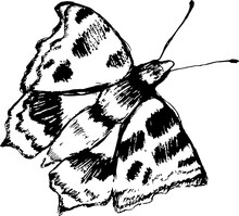Black White Butterfly Illustration. Idea For Tattoo