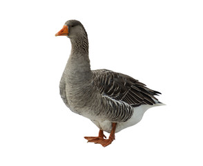 Sticker - Domestic goose. Anser domesticus