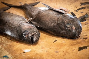 big raw fish on table in fish market c