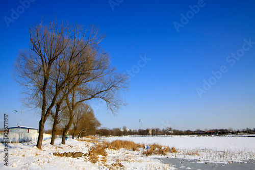 Plakat naturalna sceneria, drzewa w śniegu