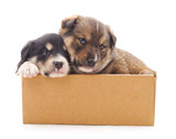 Fototapeta Psy - Puppies in the box.
