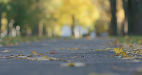 Wall Mural - Low angle shot of fallen autumn leaves on sidewalk in the morning with moving cars on background