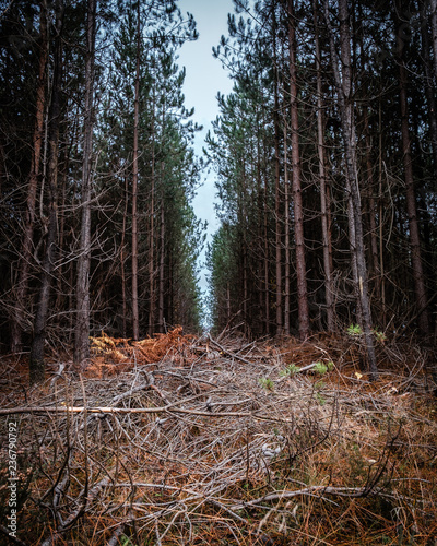 Plakat Mglisty wąski las sosnowy rozliczeń z martwych gałęzi na pierwszym planie