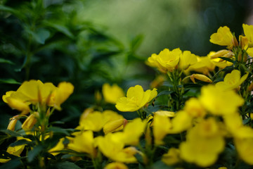 countryside garden flowers on blur background