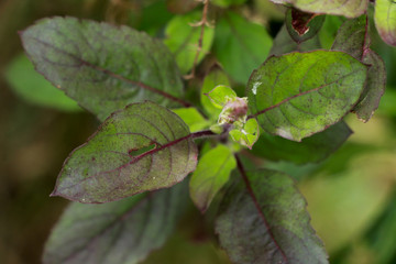 Wall Mural - Holy basil at garden