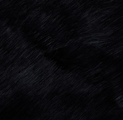 Wall Mural - black fur background and texture