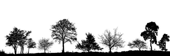 Realistic trees silhouette. Vector set of natural trees. (Vector illustration).Ai10