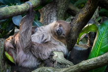 Lazy Sleeping Sloth, Bradypus Variegatus