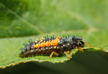 Wall Mural - Macro of tiny ladybird larva