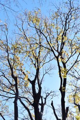 Wall Mural -  The beautiful view of late autumn in Japan -Autumn leaves in the natural park-