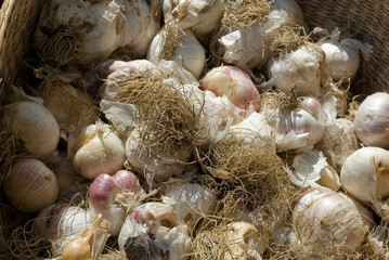 Garlic bulbs, to eat, used for cooking, or to plant in the garden, autumn, market, italy