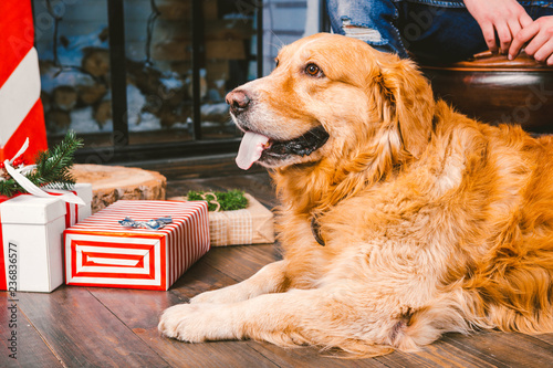 Fényképezés adult dog a golden retriever,abrador lies next to the owner's legs of a male breeder
