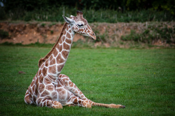 giraffe