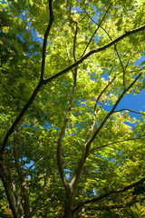 Wall Mural - Looking up at a beautiful backlit tree against a clear blue sky