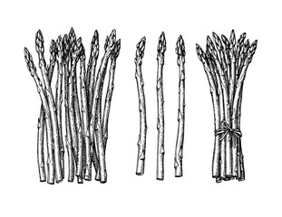 Wall Mural - ink sketch of asparagus.