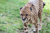 Fototapeta Sawanna - léopard panthère