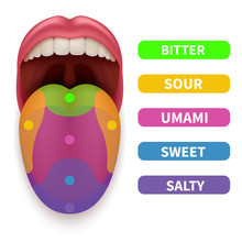 Realistic Tongue With Basic Taste Areas. Tasting Map In Human Mouth Vector Illustration. Umami And Salty, Bitter And Sour