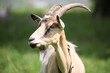 Goat close-up. On the background of green grass.