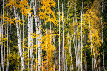 Wall Mural - A grove of aspen trees with yellow fall foliage