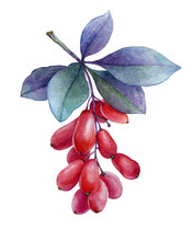 Fresh Red Berries And Purple Leaves Of Japanese Barberry Plant (Berberis Thunbergii). Watercolor Hand Drawn Painting Illustration Isolated On A White Background.