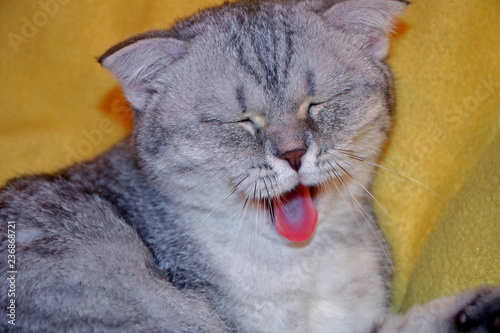 Fotografie, Obraz British tabby shorthair cat is yawning and shows tongue