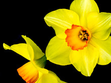 Close-up Of Two Daffodils