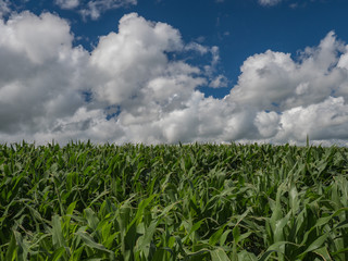 Portion of a bright green field of young corn with white cumulus clouds forming in the blue sky above on a summer day in the Midwest