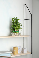 Shelves with green lucky bamboo in glass bowl and decor on light wall