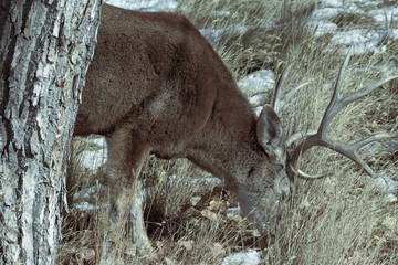 Male mule deer grazing on a sunny winter day near Denver, Colorado