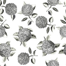 Seamless Black And White Watercolor Pattern With Big Hydrangea Flowers On White Background