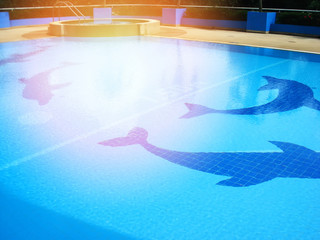 swimming pool tiles / dolphin pattern on swimming pool water blue surface