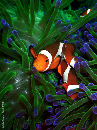 Cuadros en Lienzo The beauty of underwater world in Sabah, Borneo,