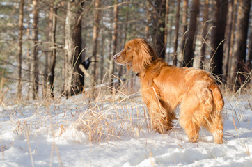 Wall Mural - Red Russian spaniel staying in the snowy forest