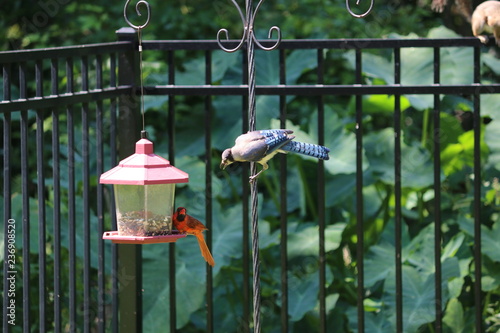 Blue Jay And Male Northern Cardinal Songbird Birds Perched On Bird
