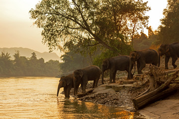 asian wild family group elephants walking in the natural river at deep forest at kanchanburi provinc