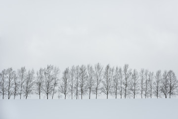 black and white color minimal winter landscape, row of trees on snow covered hill during snowfall on winter day, copy space, seven star trees at Biei, Hokkaido, Japan