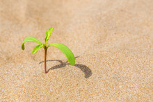 Green Plant Growing In The Sand. Concept Of Motivation And Will Power