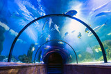 Underwater tunnel in oceanarium