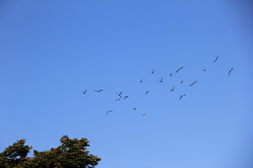 Canvas Print - 青空に飛ぶ鳩達(宮城県)